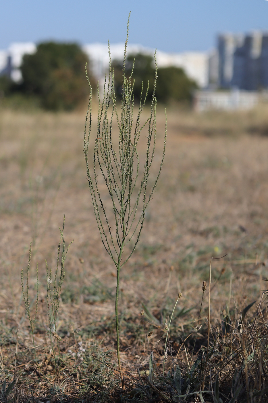 Image of Thymelaea passerina specimen.