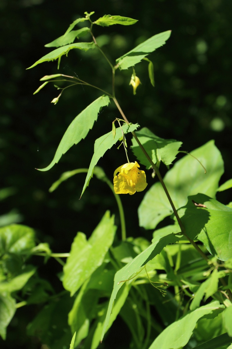 Image of Impatiens noli-tangere specimen.