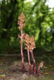 Orobanche laxissima. Цветущие растения. Краснодарский край, м/о город-курорт Геленджик, окр. с. Возрождение, дол. р. Ятликова Щель, широколиственный лес. 8 августа 2026 г.