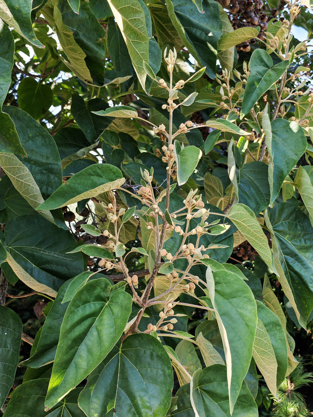 Изображение особи Paulownia tomentosa.