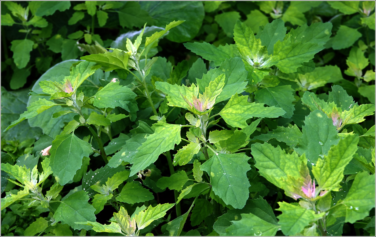 Изображение особи Chenopodium album.