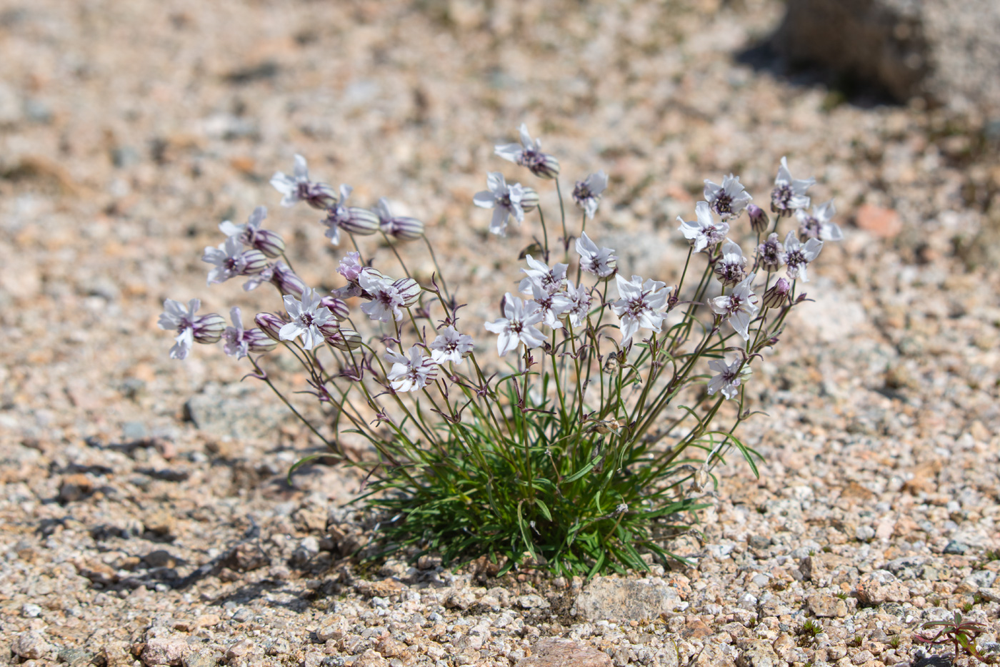 Image of Silene stenophylla specimen.