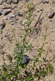 Scrophularia frutescens