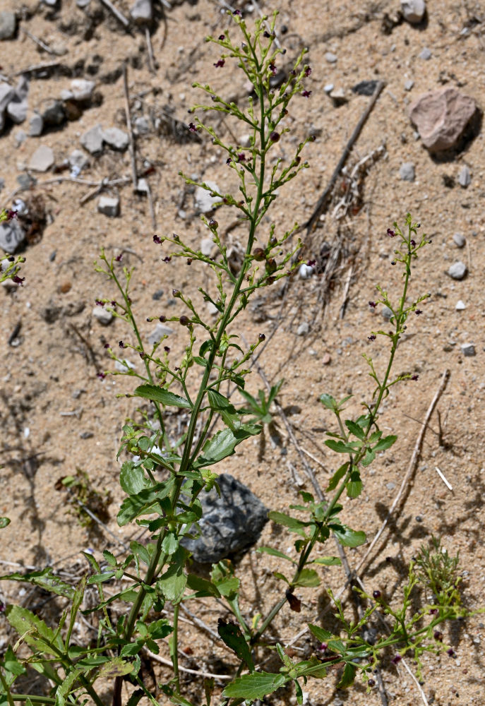 Изображение особи Scrophularia frutescens.