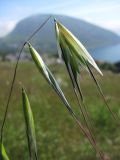 Avena clauda