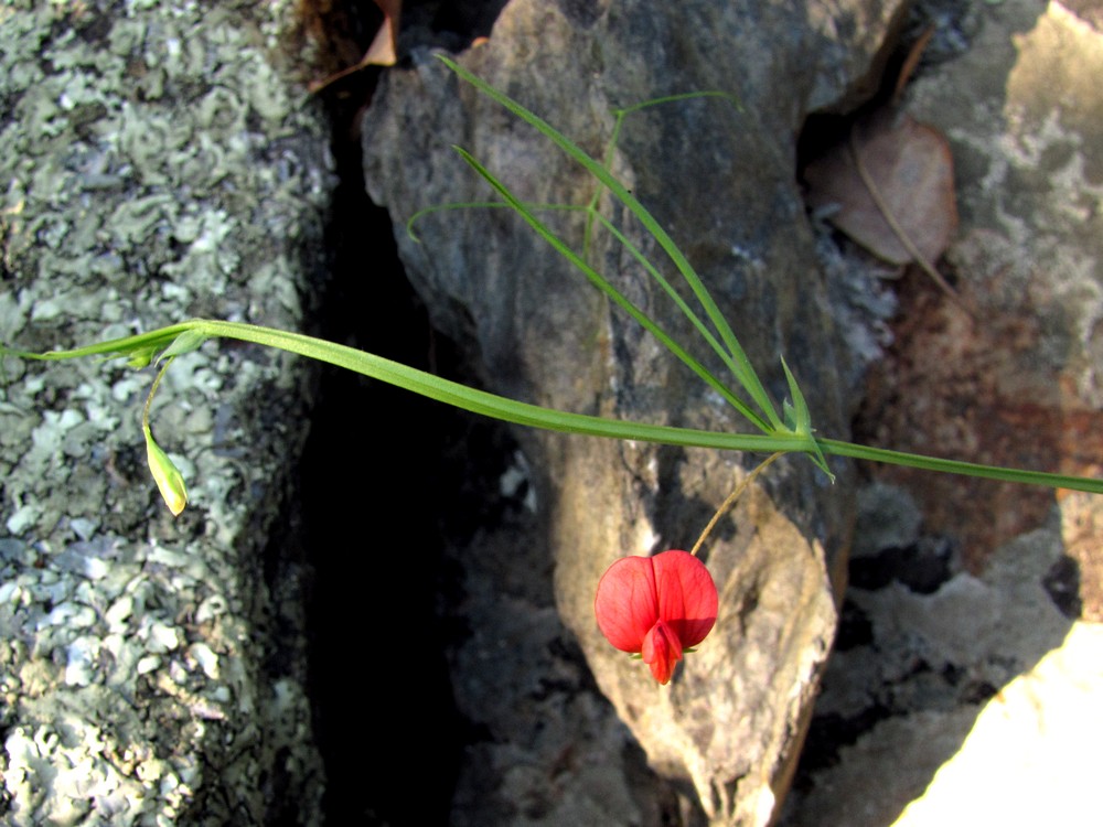 Изображение особи Lathyrus setifolius.