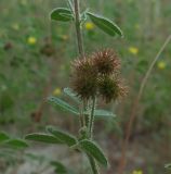 Medicago minima