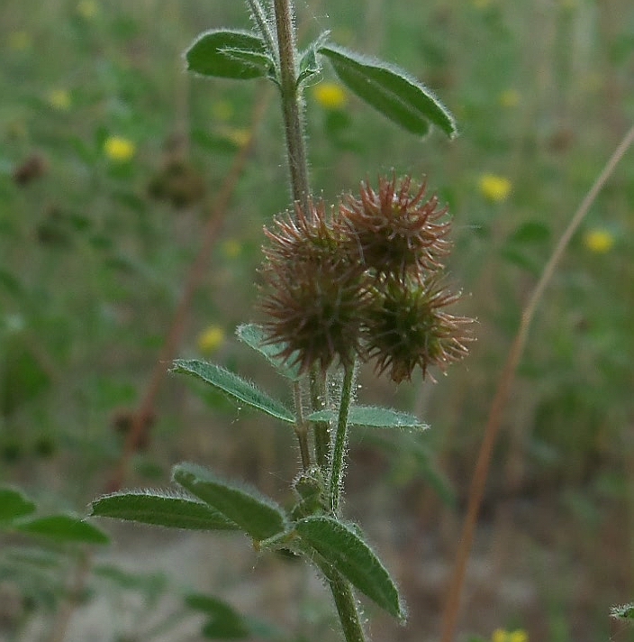 Image of Medicago minima specimen.