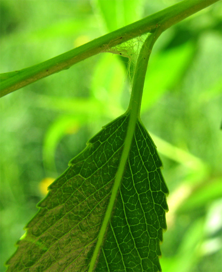 Image of Salix fragilis var. sphaerica specimen.