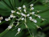 Aegopodium podagraria ssp. nadeshdae