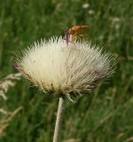 Jurinea arachnoidea