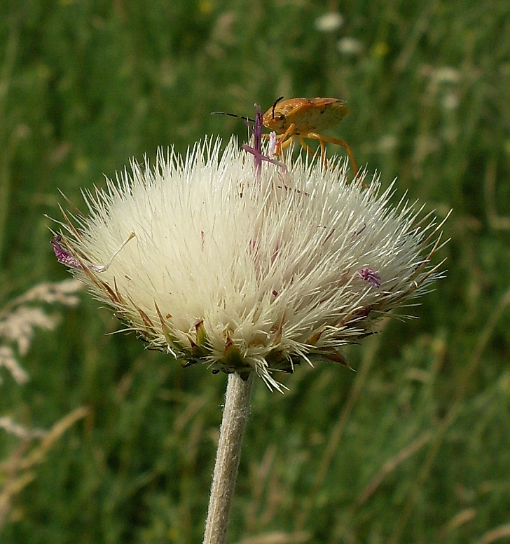 Изображение особи Jurinea arachnoidea.