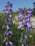 Campanula ruthenica. Верхушки соцветий. Горный Крым, яйла Тырке. 17 июля 2011 г.