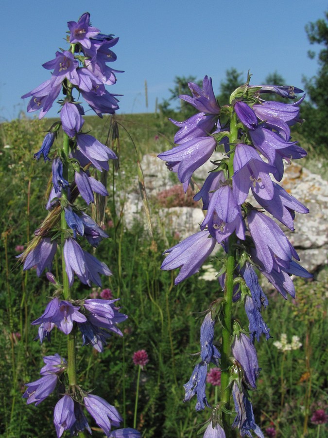 Image of Campanula ruthenica specimen.