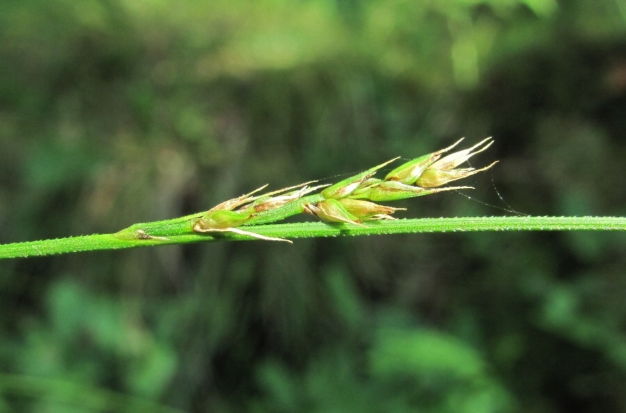 Image of Carex appropinquata specimen.