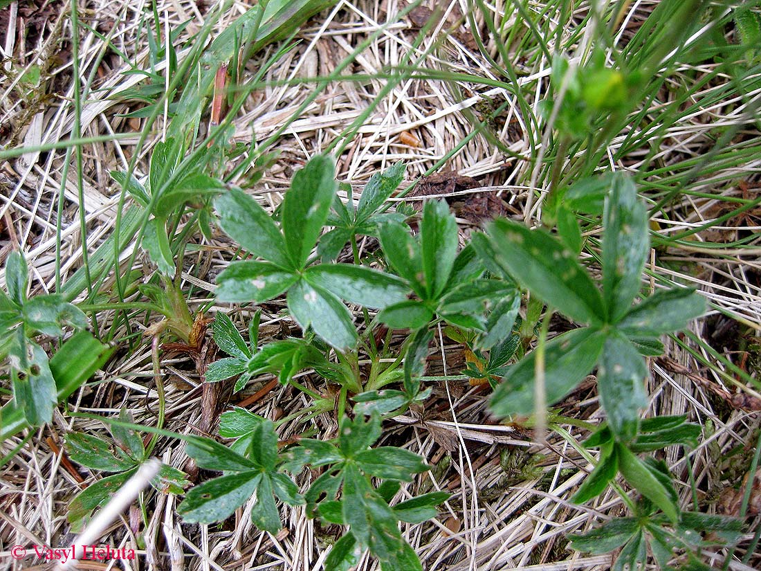 Image of Potentilla aurea specimen.
