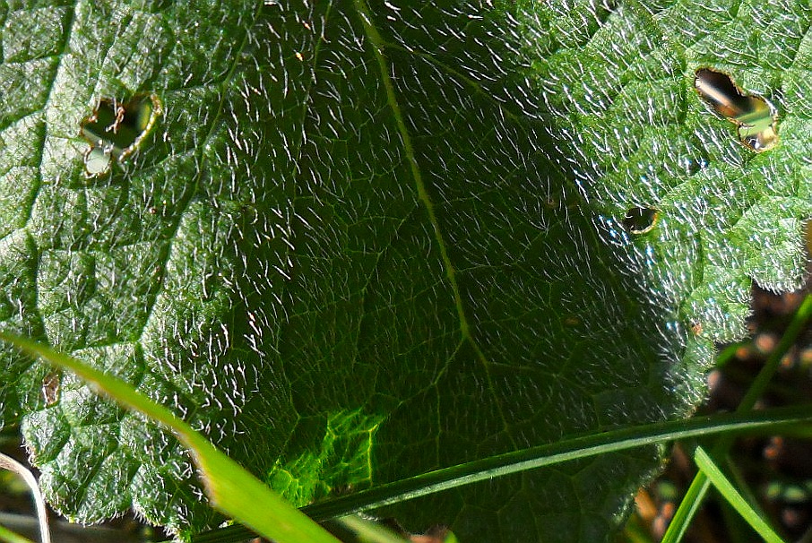 Image of Salvia verticillata specimen.