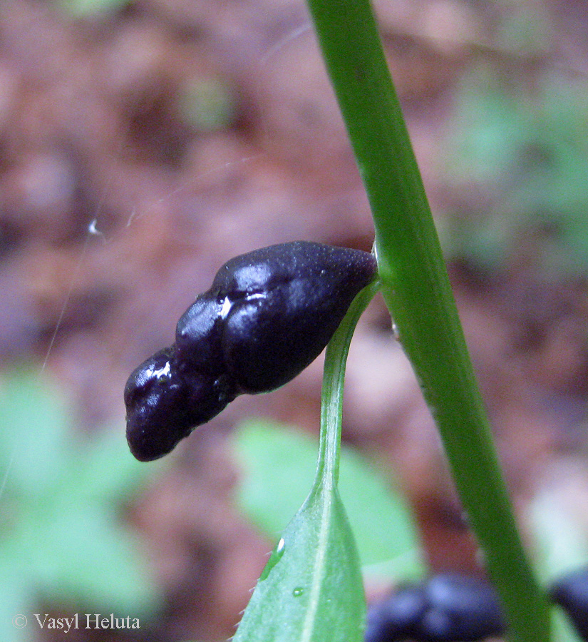 Изображение особи Cardamine bulbifera.