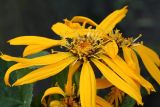 Ligularia dentata