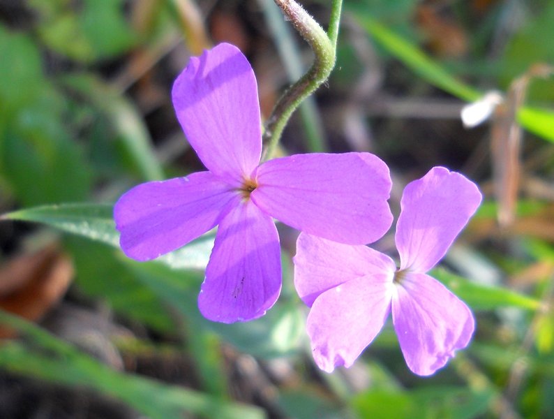 Изображение особи Hesperis sibirica.