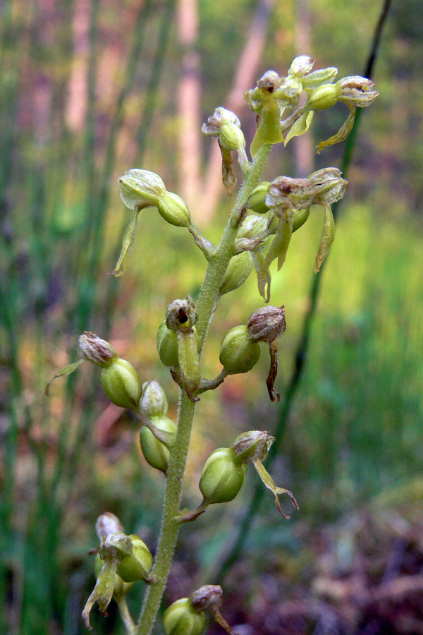 Image of Listera ovata specimen.