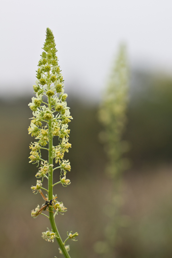 Изображение особи Reseda lutea.