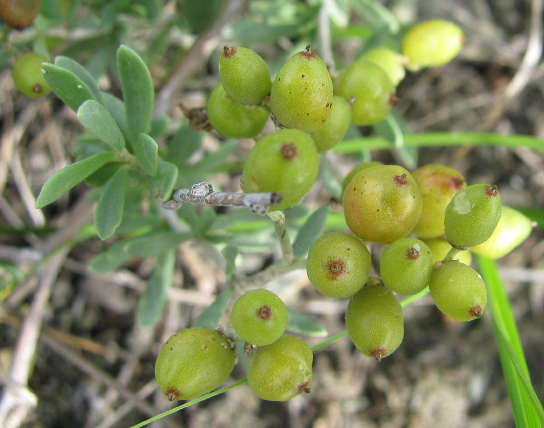 Изображение особи Nitraria sibirica.