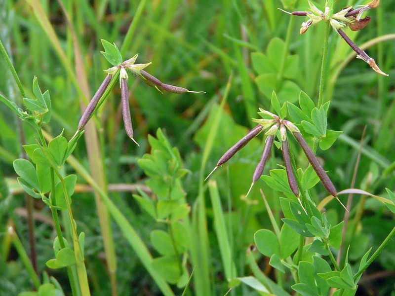 Изображение особи Lotus corniculatus.