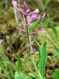 Strigosella turkestanica. Соцветие. Казахстан, Жамбылская обл., Кордайский р-н. 09.05.2011.