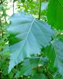 Betula pendula