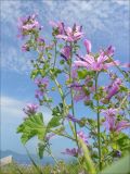 Malva erecta