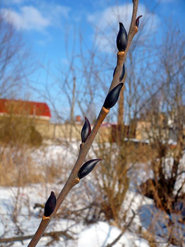 Image of Salix caprea specimen.