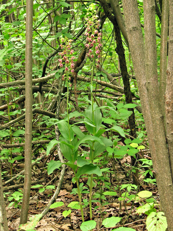 Изображение особи Epipactis helleborine.