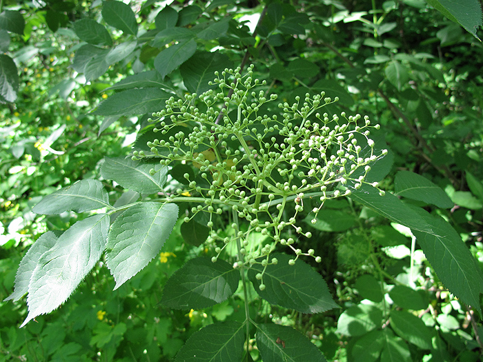 Image of Sambucus nigra specimen.