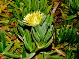 genus Carpobrotus. Верхушка веточки с цветком. Израиль, Шарон, г. Герцлия, высокий берег Средиземного моря. 24.02.2009.