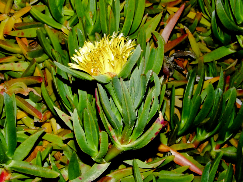 Изображение особи род Carpobrotus.