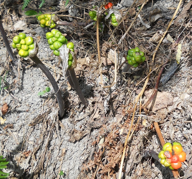 Image of genus Arum specimen.