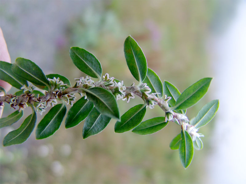 Image of Polygonum alpestre specimen.