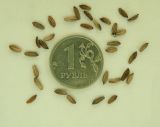 Cenolophium fischeri. Мерикарпии (части дробного плода-вислоплодника). Окр. Томска, дачный участок, в культуре. 19 января 2012 г.
