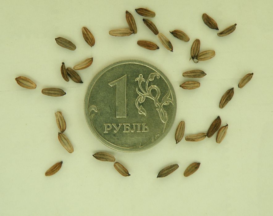Изображение особи Cenolophium fischeri.