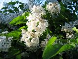 Catalpa bignonioides