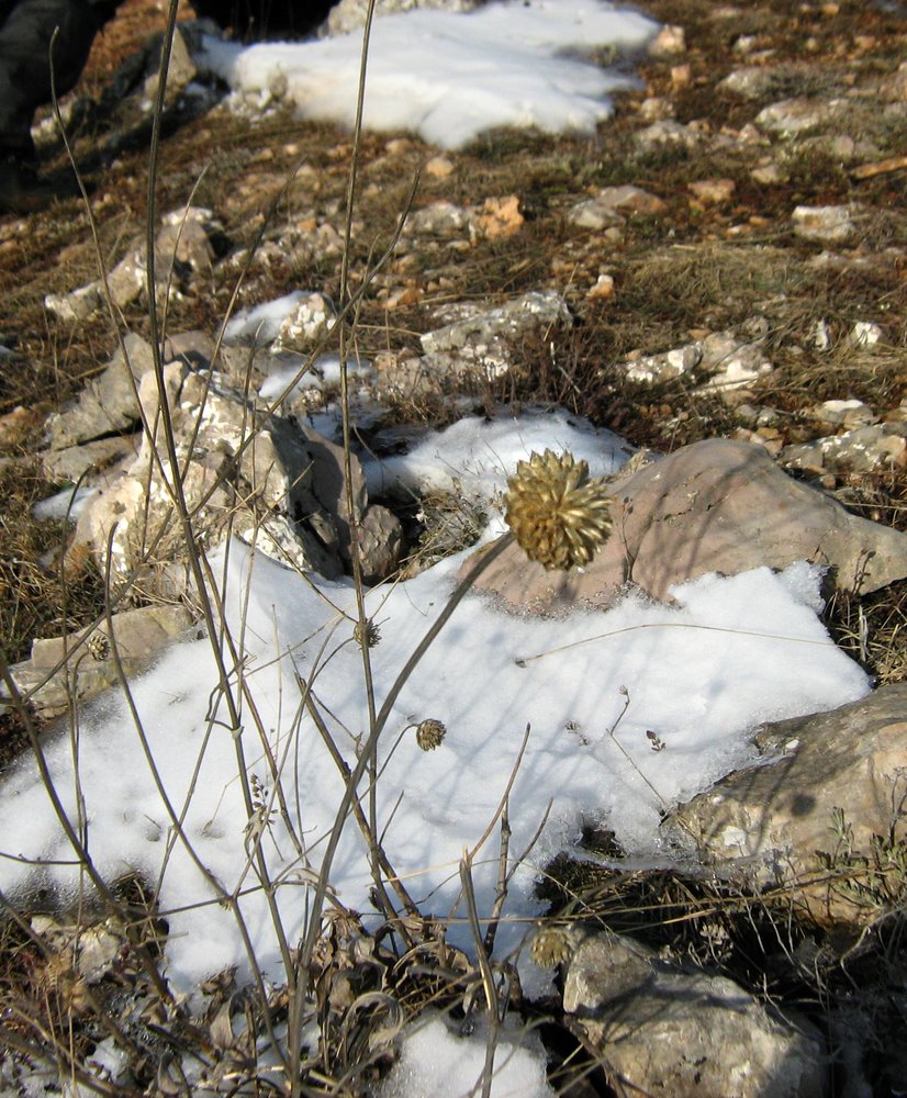 Изображение особи Cephalaria coriacea.