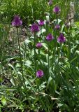 Allium cupuliferum