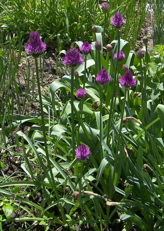 Изображение особи Allium cupuliferum.