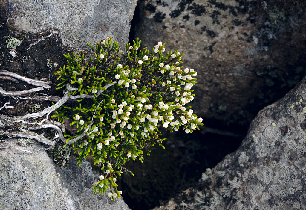 Image of Cassiope redowskii specimen.