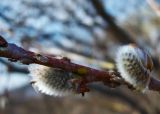 Salix rorida. Побег с распускающимися женскими серёжками и питающейся перезимовавшей листоблошкой. Алтай, Шебалинский р-н, с. Камлак. 14.04.2012.