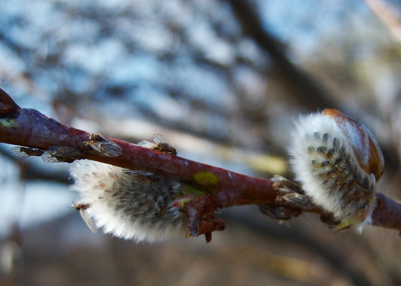 Image of Salix rorida specimen.