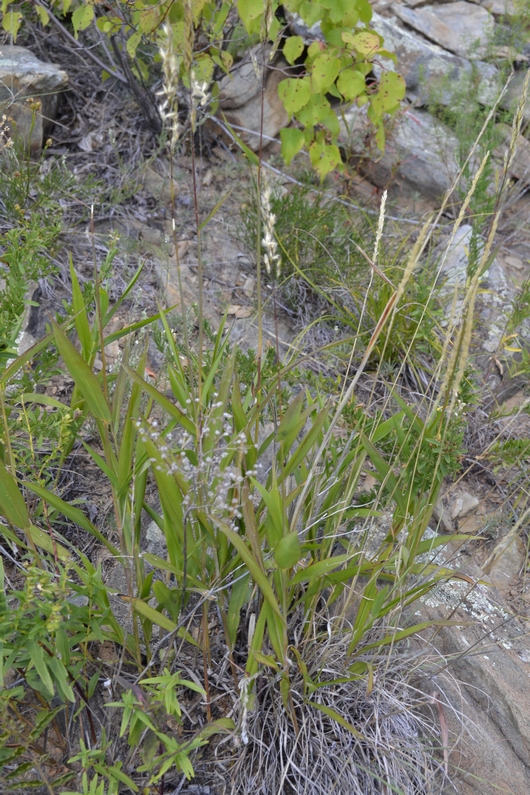 Изображение особи Spodiopogon sibiricus.