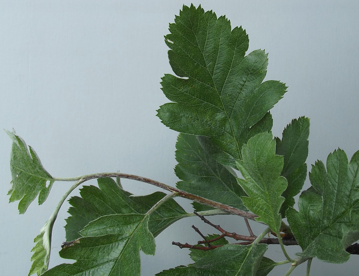 Image of Sorbus intermedia specimen.
