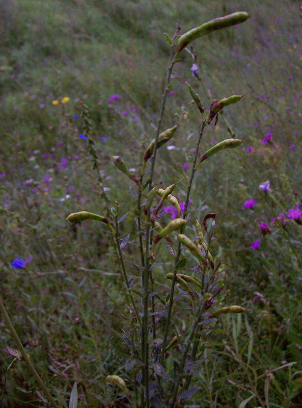 Image of Genista tinctoria specimen.